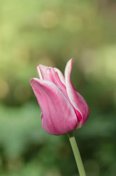 Пурпе тюльпан Баллада края с оттенками сливочно-белого — стоковое фото