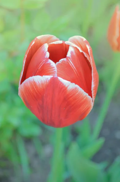 Красные тюльпаны в весеннем пейзаже. Красные тюльпаны . — стоковое фото