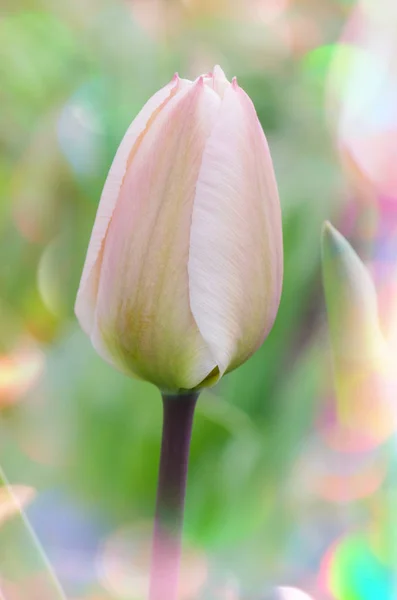 Tulipa rosa e branca — Fotografia de Stock