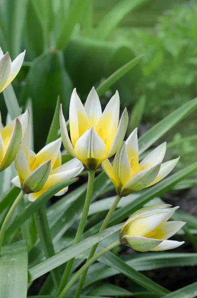 Tulipa Tarda growing in garden — Stock Photo, Image