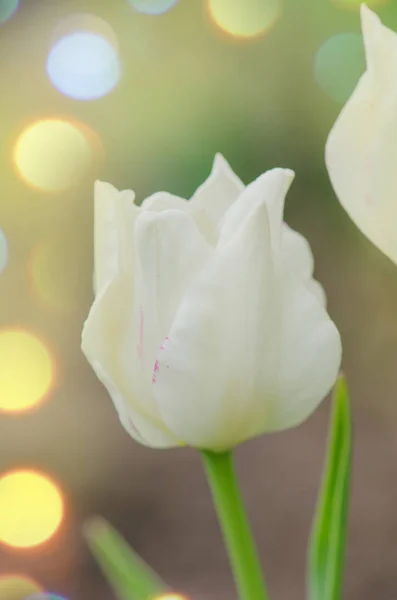 Crown shaped White Liberstar tulip
