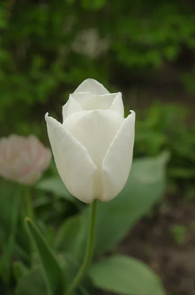 Triumph tulip Calgary — Stock Image Triumph tulip Calgary Royalty Free Stock Images