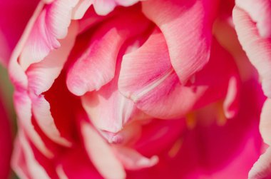 Kırmızı ve beyaz çift renkli Lale Wirosa