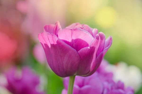 Tulipán lila de cerca. Tulipán púrpura de doble peonía — Foto de Stock