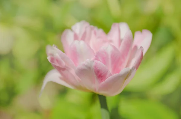 Schöne doppelte weiche rosa Tulpe mariage — Stockfoto