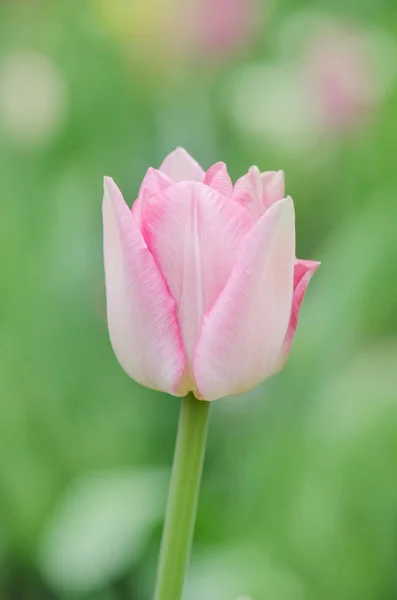 분홍색 모란 튤립 정원에서 — 스톡 사진