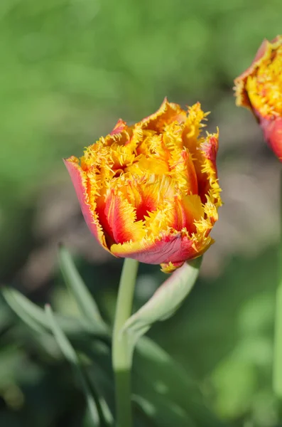 Sensual Touch tulip. Orange double petal tulip — Stock Photo, Image