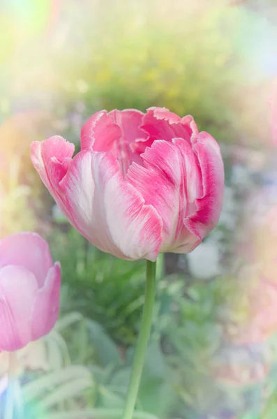 Rosa bonito papagaio tulipa flores no jardim — Fotografia de Stock