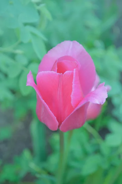 Tulipán rosa en el jardín. Tulipanes rosados frescos —  Fotos de Stock