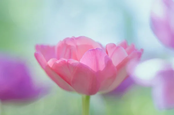 Linda dupla tulipa rosa macia — Fotografia de Stock