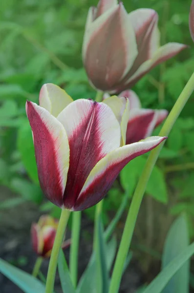 Belle tulipe à rayures Gavota — Photo