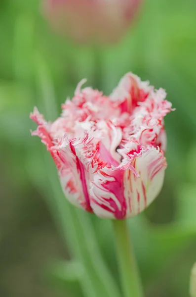 Rembrandt tulipa rosa e branca com pétalas terry — Fotografia de Stock