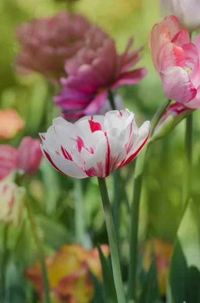Campo de colorida springtulips. Tulipa Triumph misturado — Fotografia de Stock