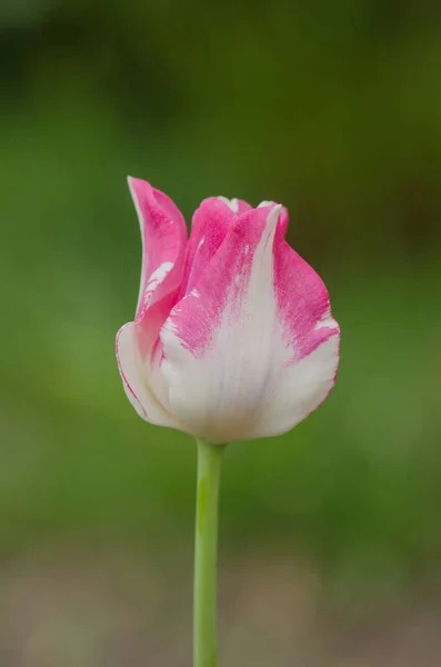Tulipe de perroquet rose — Photo