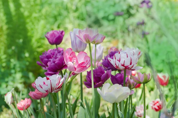 Tulipas de cor mista. Mistura de flores de tulipas de primavera — Fotografia de Stock