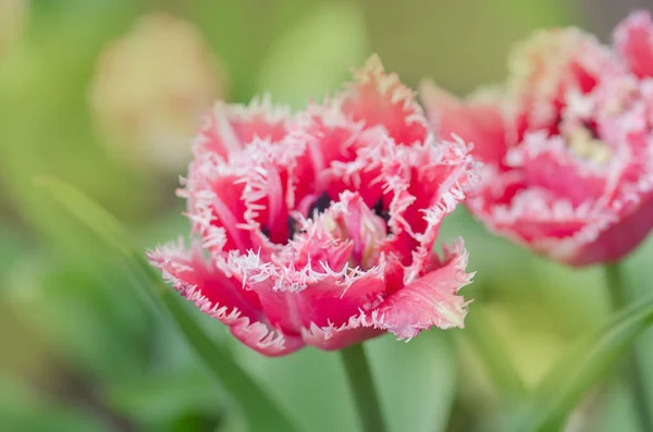 Tulipano di spugna rosa sull'aiuola. Bellissimo tulipano frangiato in spugna — Foto Stock
