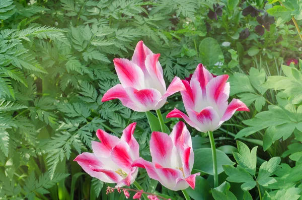 White tulip flower with pink stripes