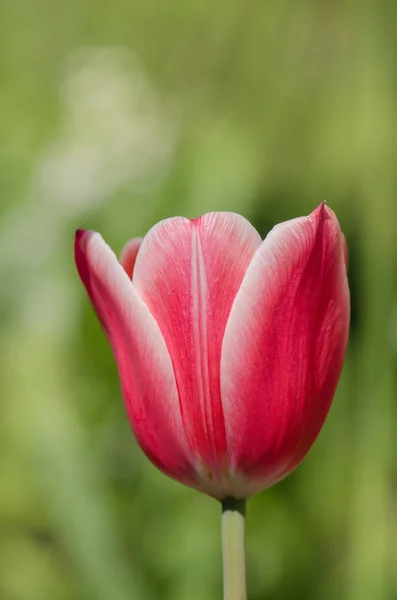 Vermelho e branco tulipa Arabian Mistério — Fotografia de Stock