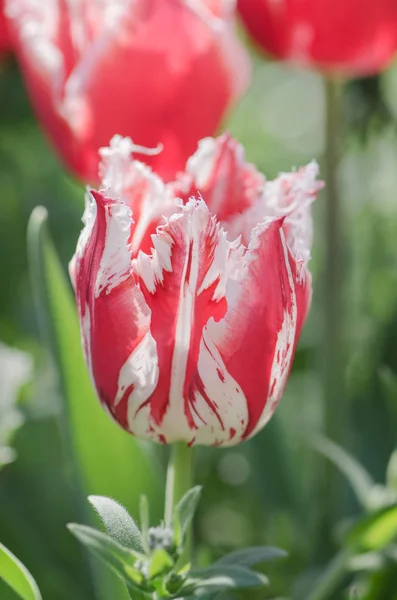 Red tulip with white fringe in garden Rembrandt