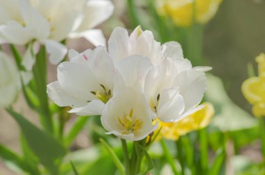 Lale Weisse Berliner