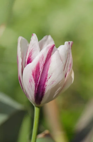 Zweifarbige rot-weiße Tulpe — Stockfoto