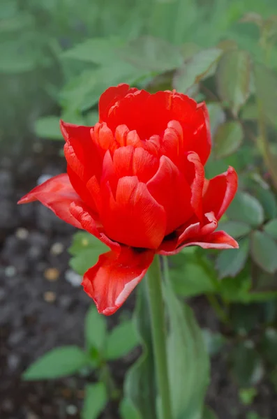 Tulipa-peônia vermelha — Fotografia de Stock