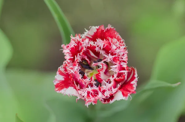 Queensland terry tulipán con flecos en el jardín . — Foto de Stock