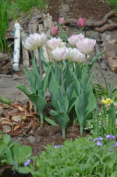 Beautiful double soft pink tulip  Mariage