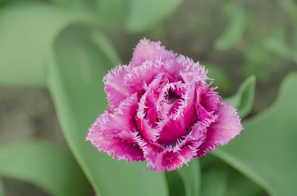 Terry omzoomd tulip Mascotte in tuin — Stockfoto