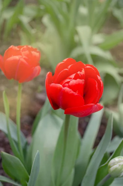 Red tulips on garden background