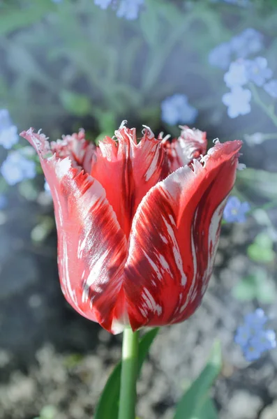 Красный тюльпан с белой бахромой в саду Рембрандт — стоковое фото