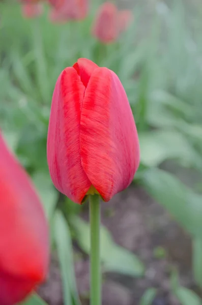 Rote schöne Tulpe — Stockfoto