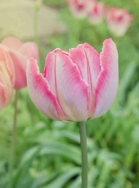 Pink beautiful parrot tulip flowers in garden