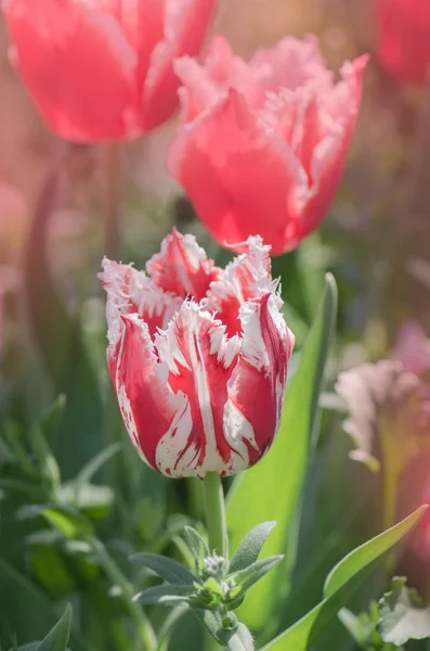 Red tulip with white fringe in garden Rembrandt — Stock Photo, Image