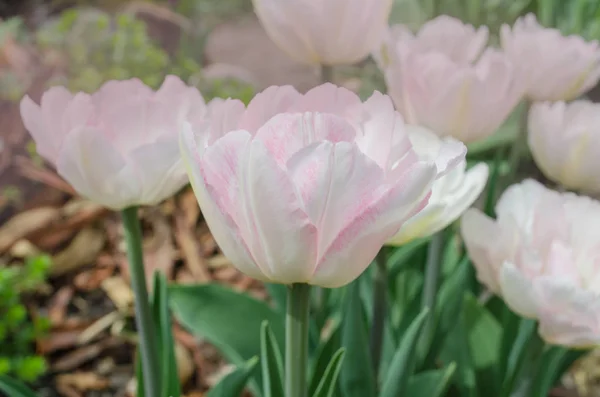 Beautiful double soft pink tulip Only me