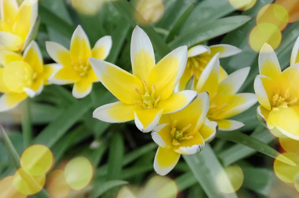 Tarda Dasystemon tulip — Stock Photo, Image