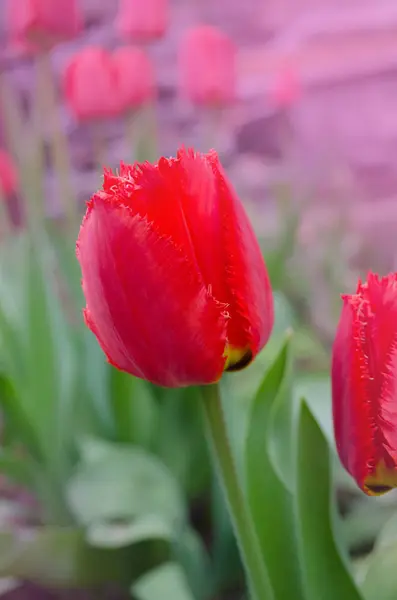 Frottee-Tulpe mit roten Fransen — Stockfoto