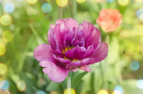 Full violet purple. Peony flowering lilac double tulip — Stock Photo, Image
