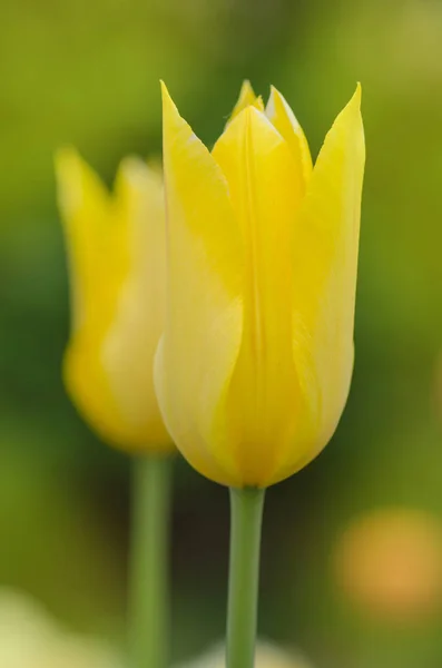 Tulipa fleur Seattle en plein air. Tulipe colorée à fleurs de lys . — Photo