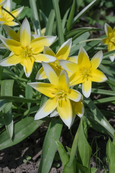 Diminutive tulip Tarda — Stock Photo, Image