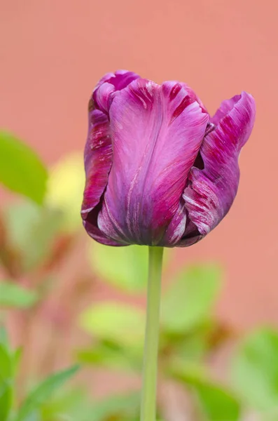 Flor tulipán púrpura Loro azul primer plano —  Fotos de Stock