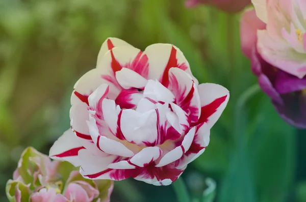 Carnaval de bonito tulipán — Foto de Stock