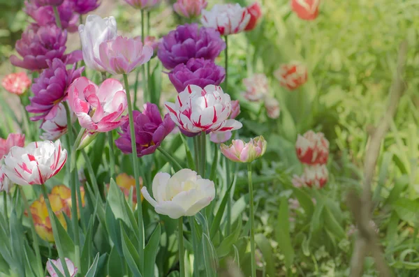Mixed color tulips. Mix of spring tulips flowers