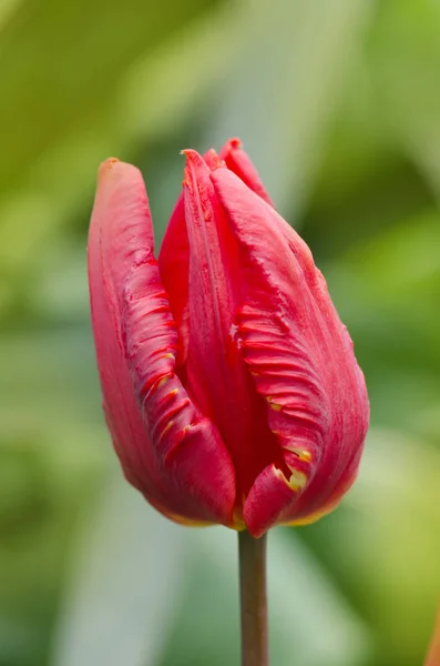 Tulipa Rococo red parrot tulip