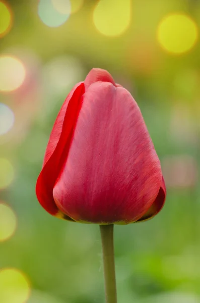 Primavera vermelha florescendo tulipa campo de Barcelona — Fotografia de Stock