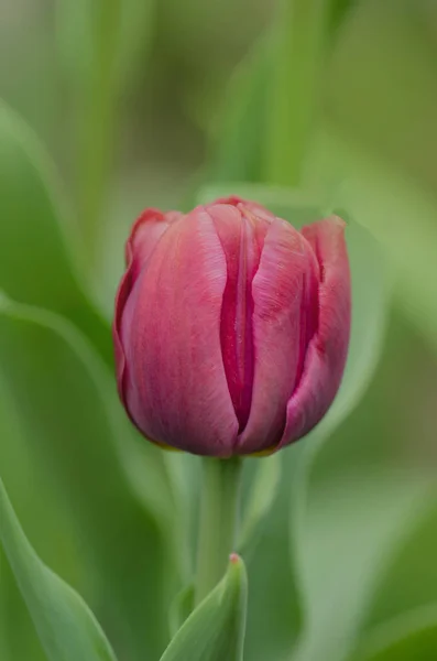 Růžový Tulipán v zahradě. Kvetoucí jarní květiny — Stock fotografie