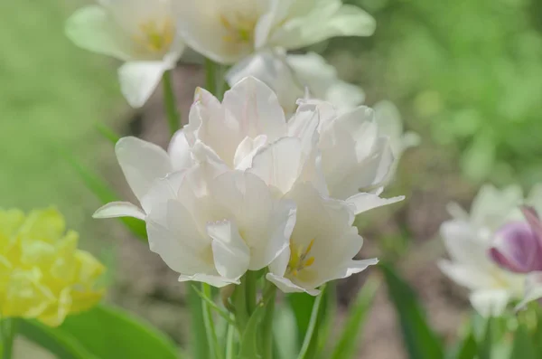 Tulip Weisse Berliner — Stock Photo, Image