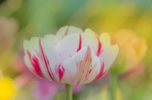 Carnaval de bonito tulipán — Foto de Stock