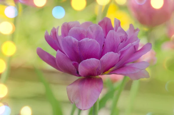 Purple tulip flower. Field with purple lilac tulips