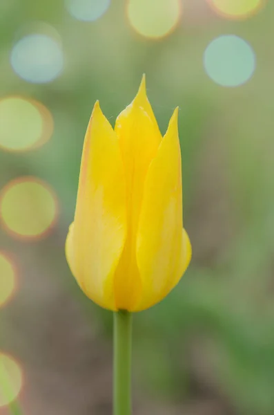 Lírio amarelo florido tulipa Seattle. Campo de tulipas amarelas — Fotografia de Stock